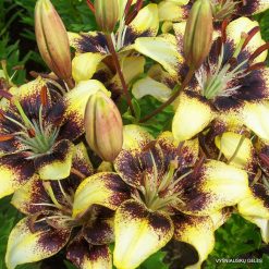 Lily-Mėnesiena