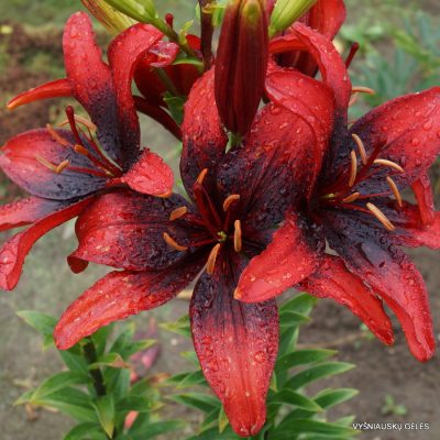 Lily-Olina