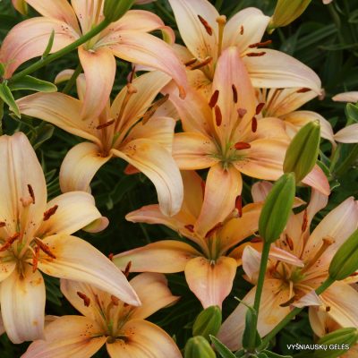 Lily-PBL-97-05