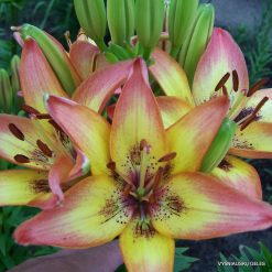 Lily-Pirmoji-Kregždė