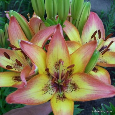 Lily-Pirmoji-Kregždė