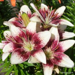 Lily-Purpurinis-Vakaras