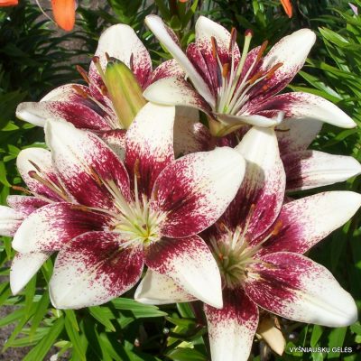 Lily-Purpurinis-Vakaras