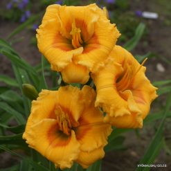 Daylily 'Aaron‘s Little Whopper'