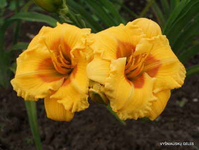 Daylily 'Aaron‘s Little Whopper' (2)
