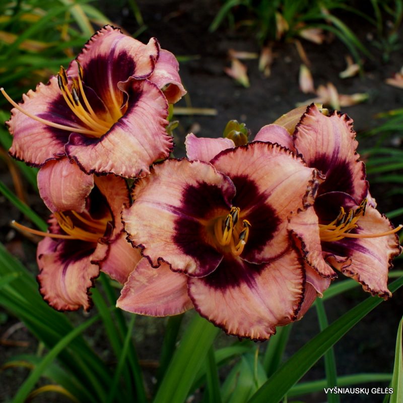 Daylily 'About the People' (2)