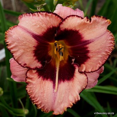 Daylily ‘About the People’