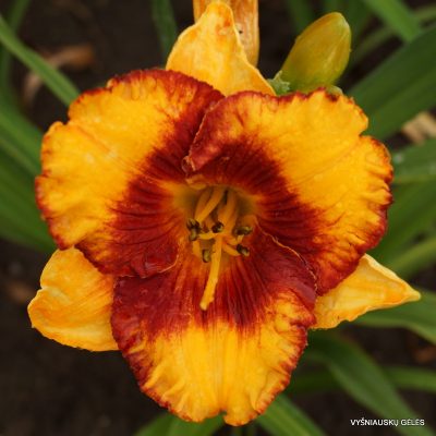 Daylily 'Adorable Tiger'