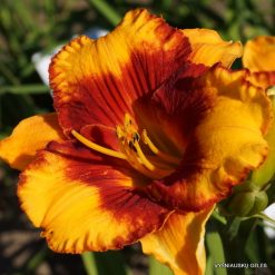 Daylily 'Adorable Tiger' (4)