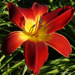 Daylily 'All American Chief'