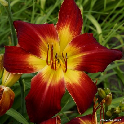 Daylily 'All American Chief'