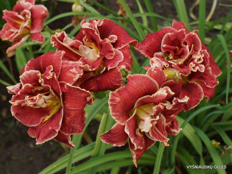 Daylily 'Amanda‘s Little Red Shoes'