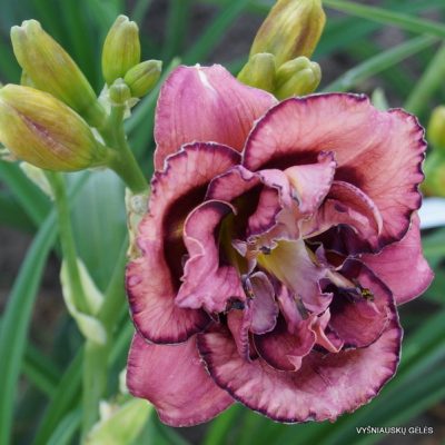 Daylily 'Amy‘s Seeing Double' (2)