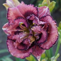 Daylily 'Amy‘s Seeing Double'