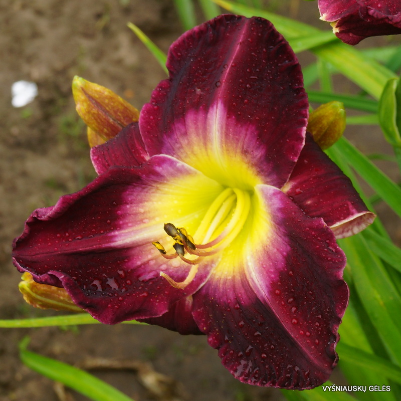 Daylily 'Another Night'