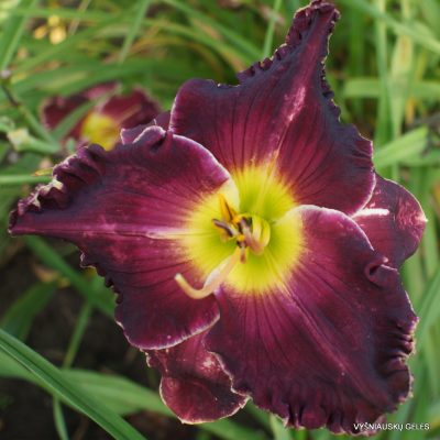 Daylily 'Born to Reign'