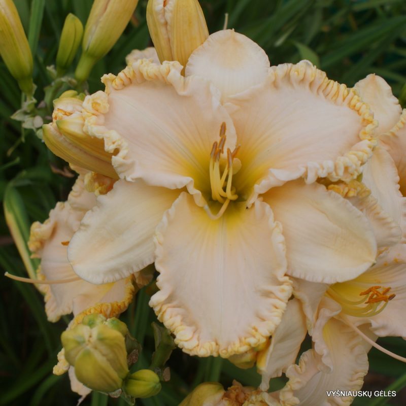 Daylily 'Browns Ferry Royalty' (2)