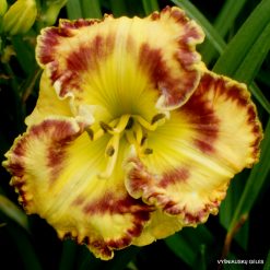 Daylily CONCERT MUSIC