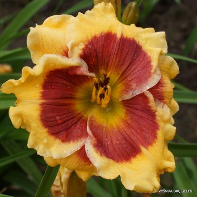 Daylily 'Connie Can‘t Have It' (2)