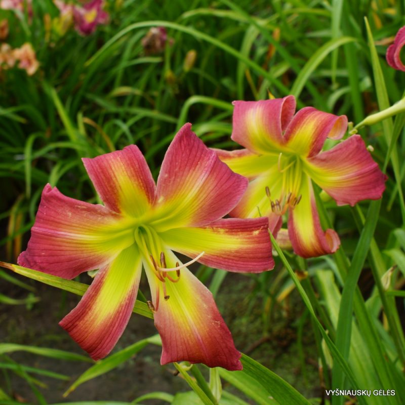 Daylily 'Dance with Somebody' (2)
