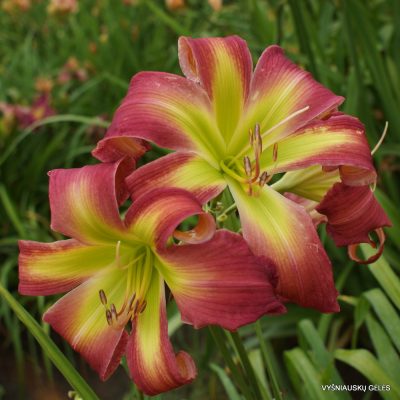 Daylily 'Dance with Somebody'