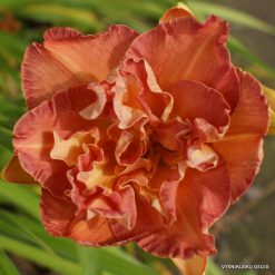Daylily 'Dinner and a Movie'
