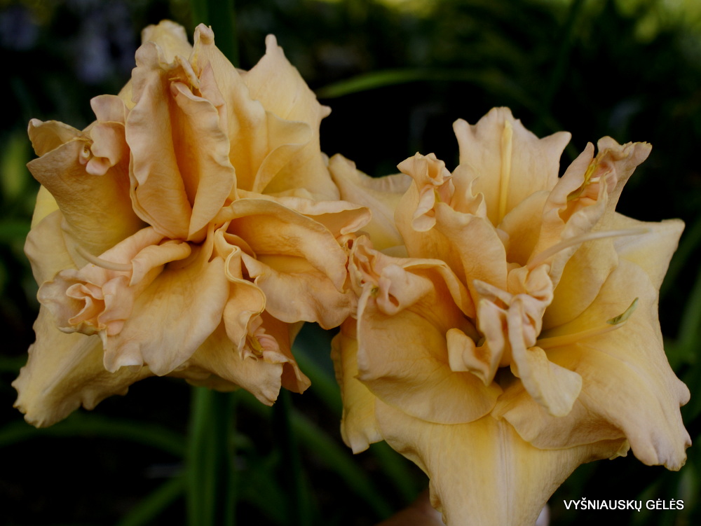 Daylily 'Double Angels'