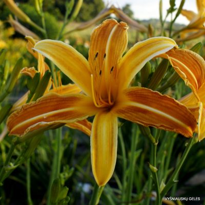 Daylily 'Eli Murphy' (2)