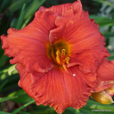 Daylily Fit to Eat