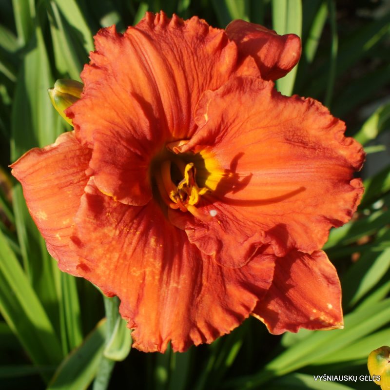 Daylily Fit to Eat (2)