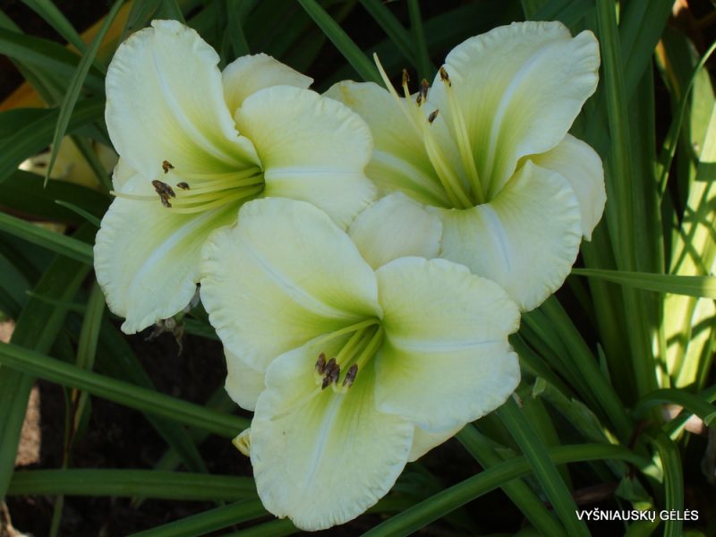 Daylily 'Flutter of Angels'