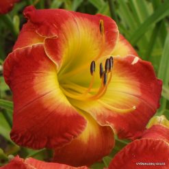 Daylily 'Forever Redeemed'