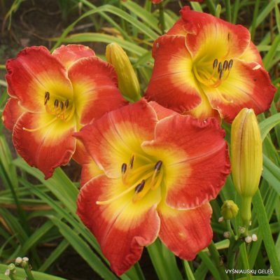 Daylily 'Forever Redeemed' (2)