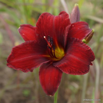Daylily 'Fountain Of Blood' (4)