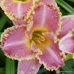 Daylily 'Heavenly Pink Fang'