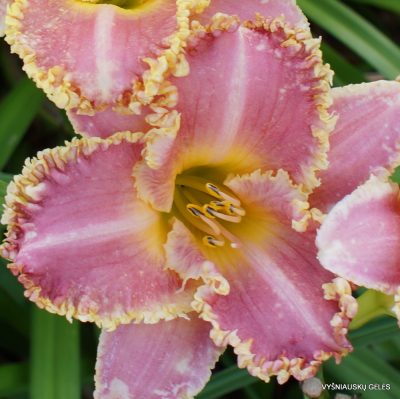 Daylily ‘Heavenly Pink Fang’