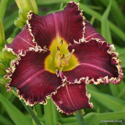 Daylily Hexsenbeast (3)