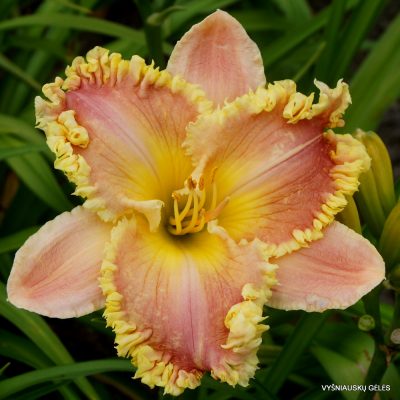 Daylily 'Hungry Hungry Hippo'