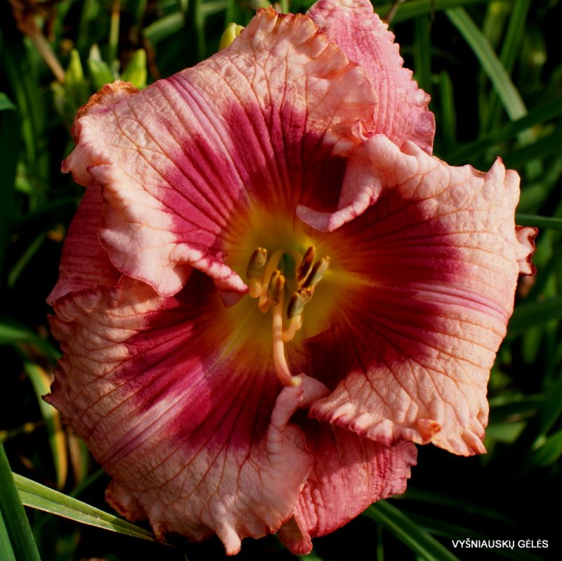 Daylily 'In Her Shoes' (2)