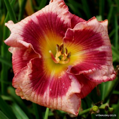 Daylily ‘In Her Shoes’