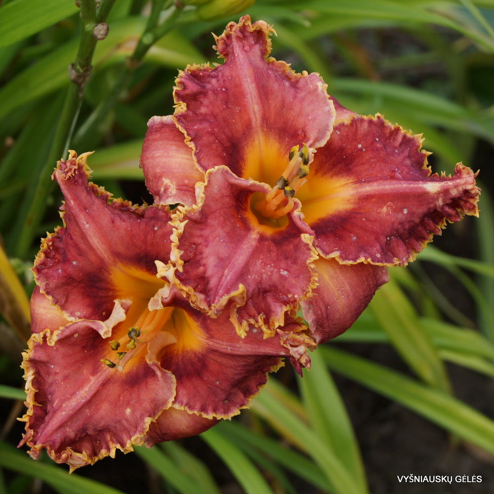 Daylily 'Interwiew with a Vampire' (3)