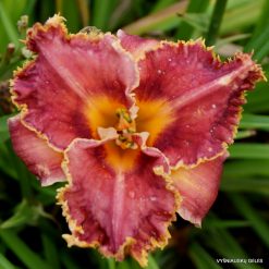 Daylily 'Interwiew with a Vampire'