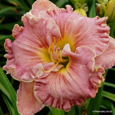 Daylily ‘Miss Marie’