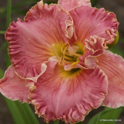 Daylily 'Miss Marie'