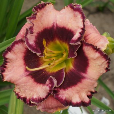 Daylily 'Mountain Wildflower'