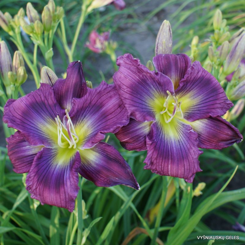 Daylily 'Move Over' (3)