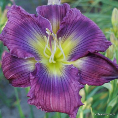 Daylily 'Move Over'