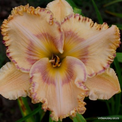 Daylily 'Nature‘s Poetry'