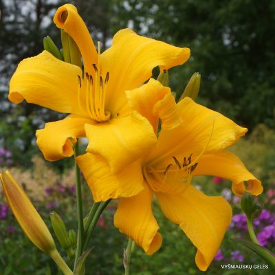 Daylily ‘One Above You’