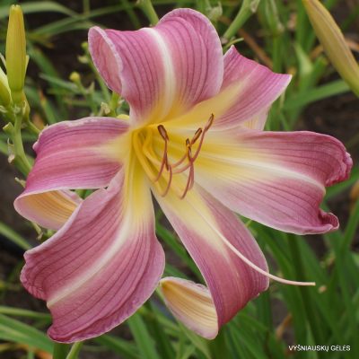 Daylily 'Orchid Corsage'